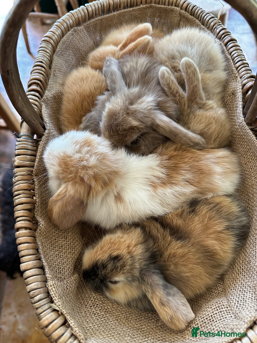 Mini Lion Lop rabbits for sale: Pure bred mini lop bunnies in Uckfield - Image 2