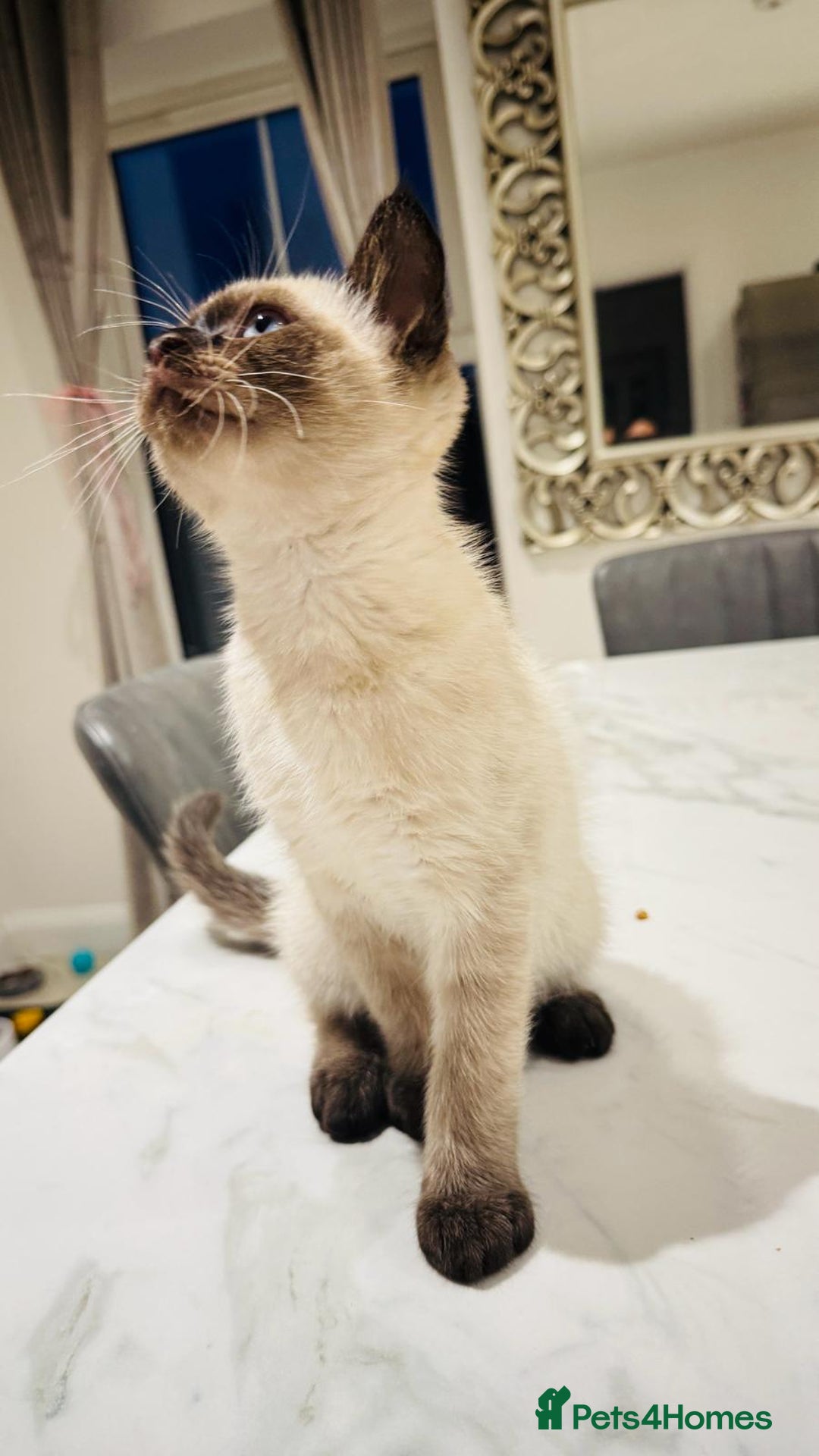 Mixed Breed cats for sale: Male and female kittens available - Advert 6