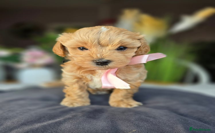 Maltipoo dogs - Advert 8