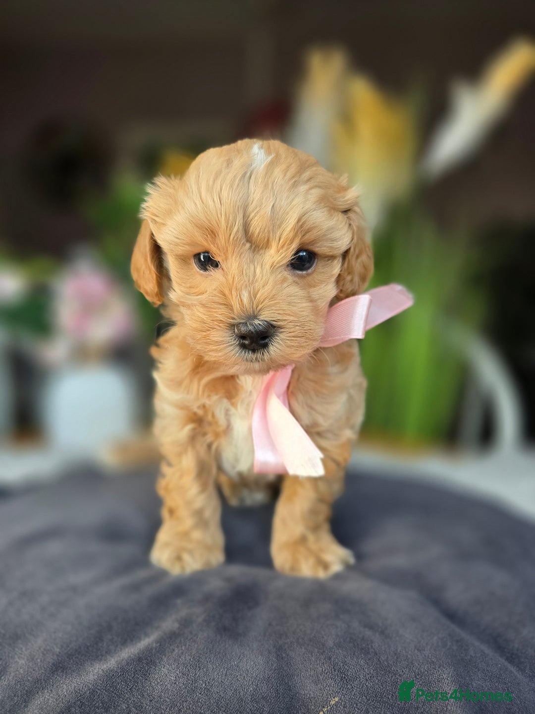 Maltipoo dogs for sale: LAST 🩷 BOY  looking forever home 🏡 😍  - Image 1