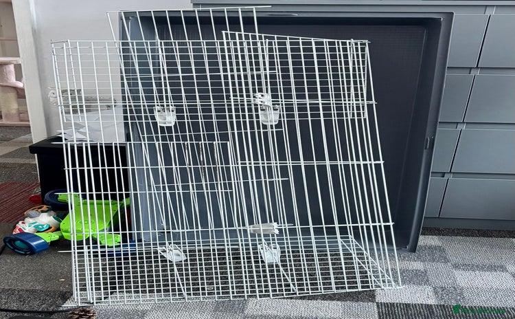 Guinea Pig rodents - Advert 6