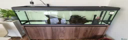 Turtle reptiles for sale: Turtles - Advert 3