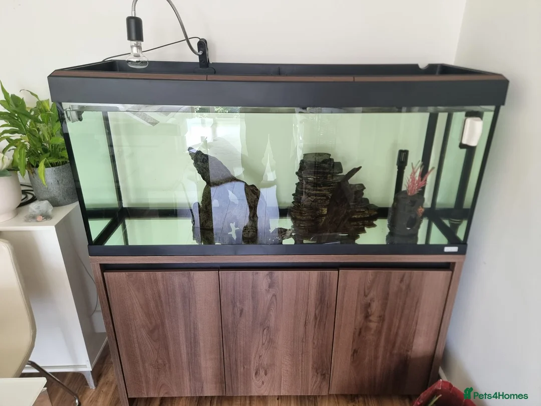 Turtle reptiles for sale: Turtles - Advert 3