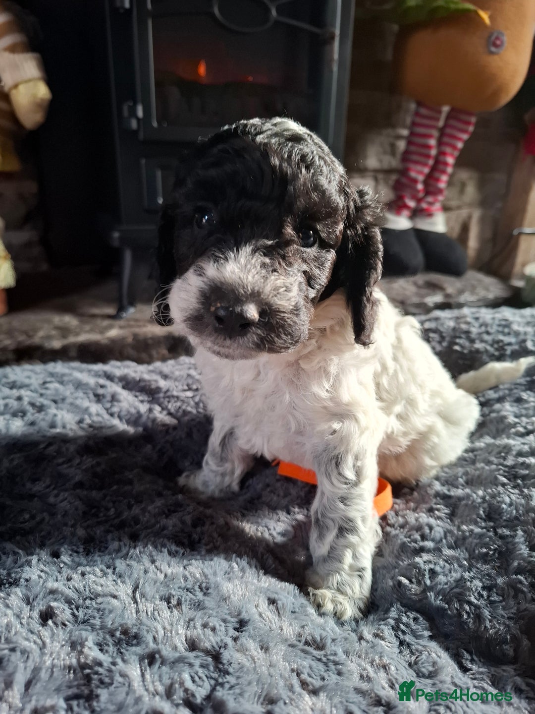 Cockapoo dogs for sale: Beautiful Cockapoo Puppies For Sale  - Advert 11