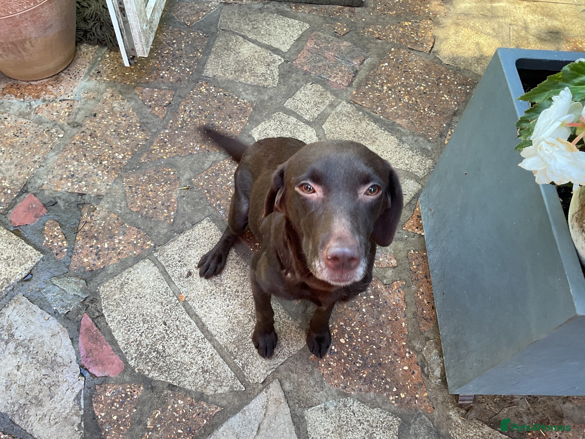 Labrador Retriever dogs Labrador pups - Advert 5