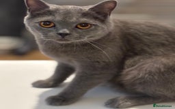 British Shorthair cats for sale: 3 British shorthair kittens  - Image 7