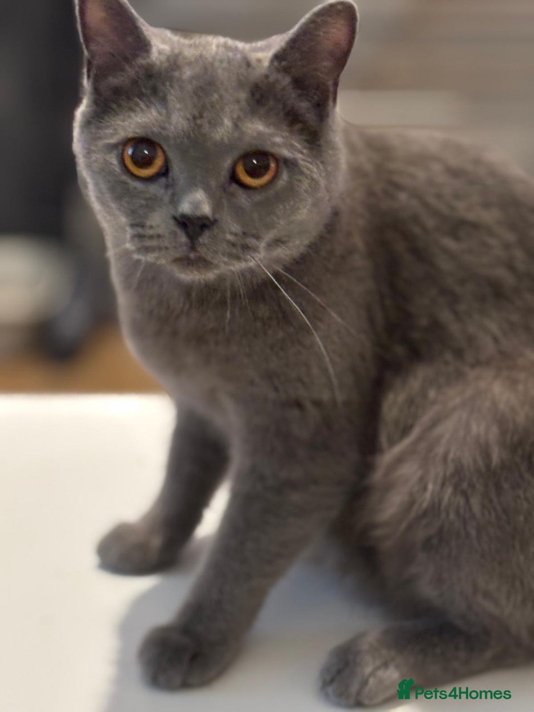 British Shorthair cats for sale: 3 British shorthair kittens  - Image 7