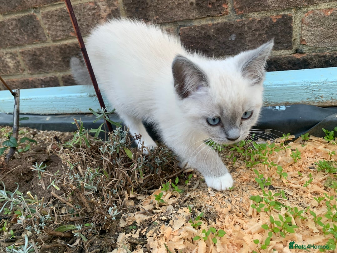 Ragdoll cats for sale: Half breed Ragdoll female kitten available  - Image 12