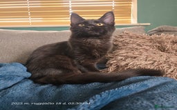 Maine Coon cats for sale: Very good price - Image 2