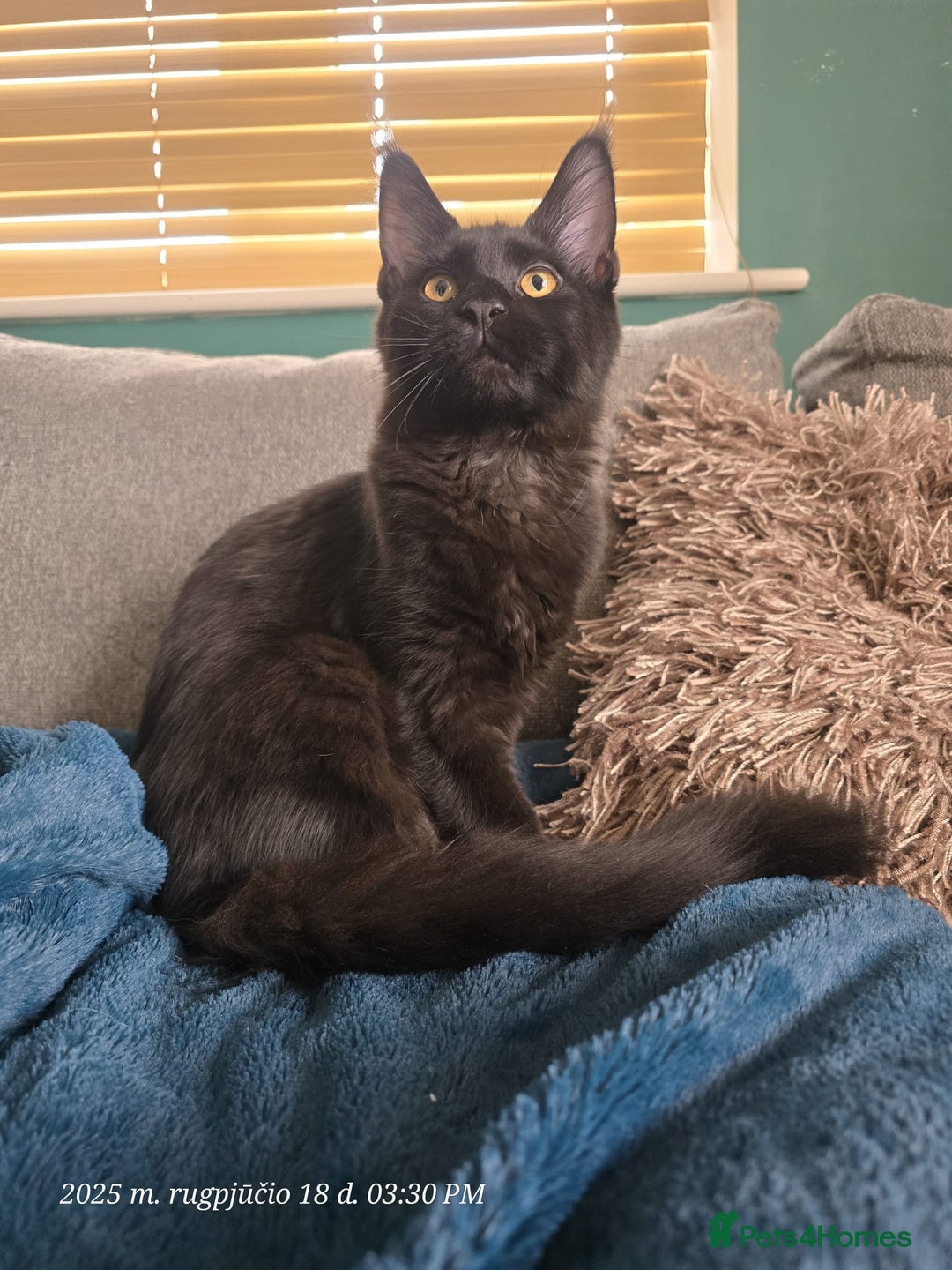 Maine Coon cats for sale: Very good price - Image 2