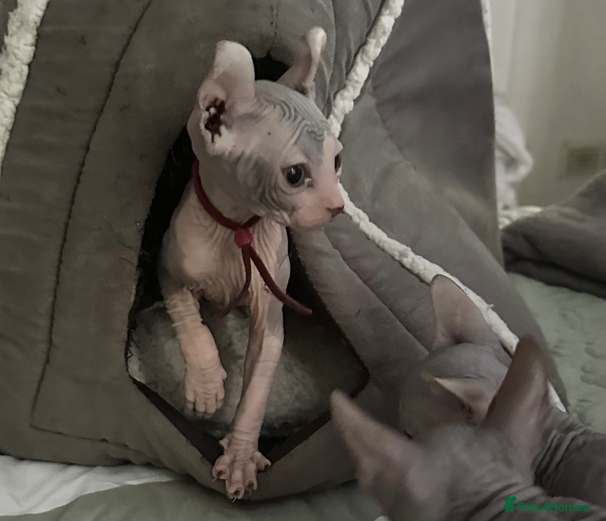 Sphynx cats Just 2 gorgeous boys left now - Advert 3