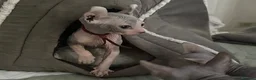 Sphynx cats for sale: Just 2 gorgeous boys left now - Advert 3