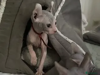 Sphynx cats Just 2 gorgeous boys left now - Advert 3