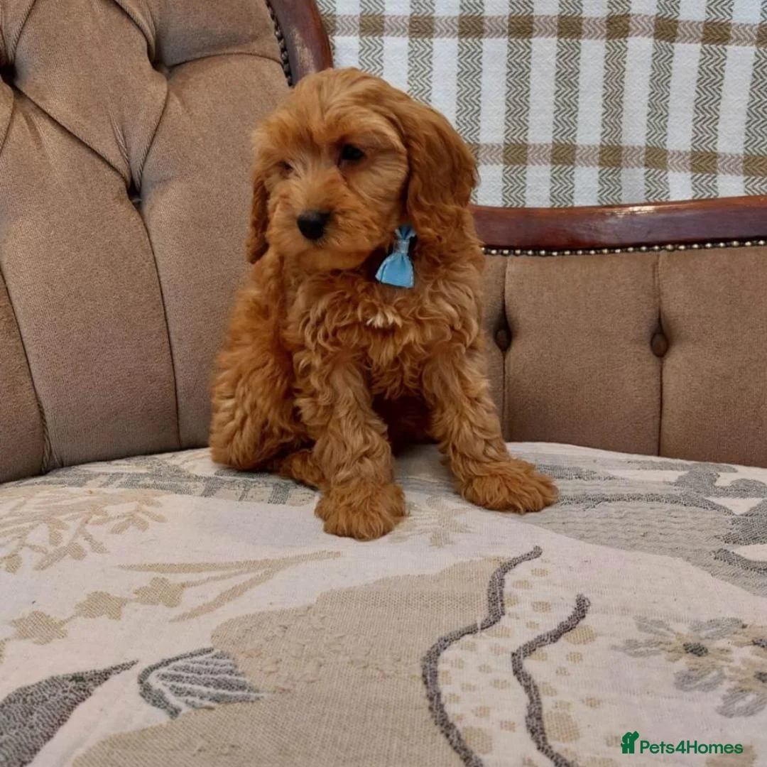 Cavapoo dogs for sale: Gorgeous Cavapoo Girls Available  in Manchester - Advert 2