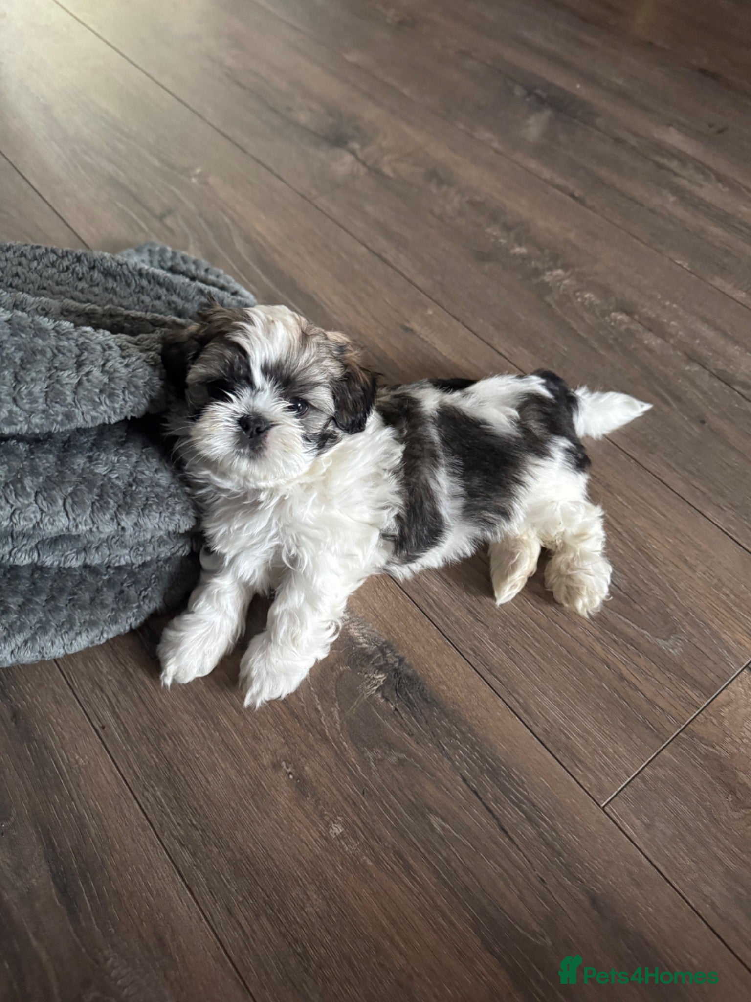 Shih Tzu dogs Shih Tzu Puppies - Advert 2