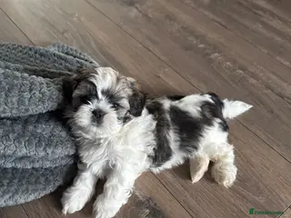 Shih Tzu dogs Shih Tzu Puppies - Advert 2