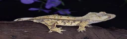 Gecko reptiles for sale: Various crested geckos - Advert 5