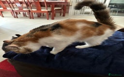 Exotic cats for sale: Paloma is an exotic with a longer nose - Image 5