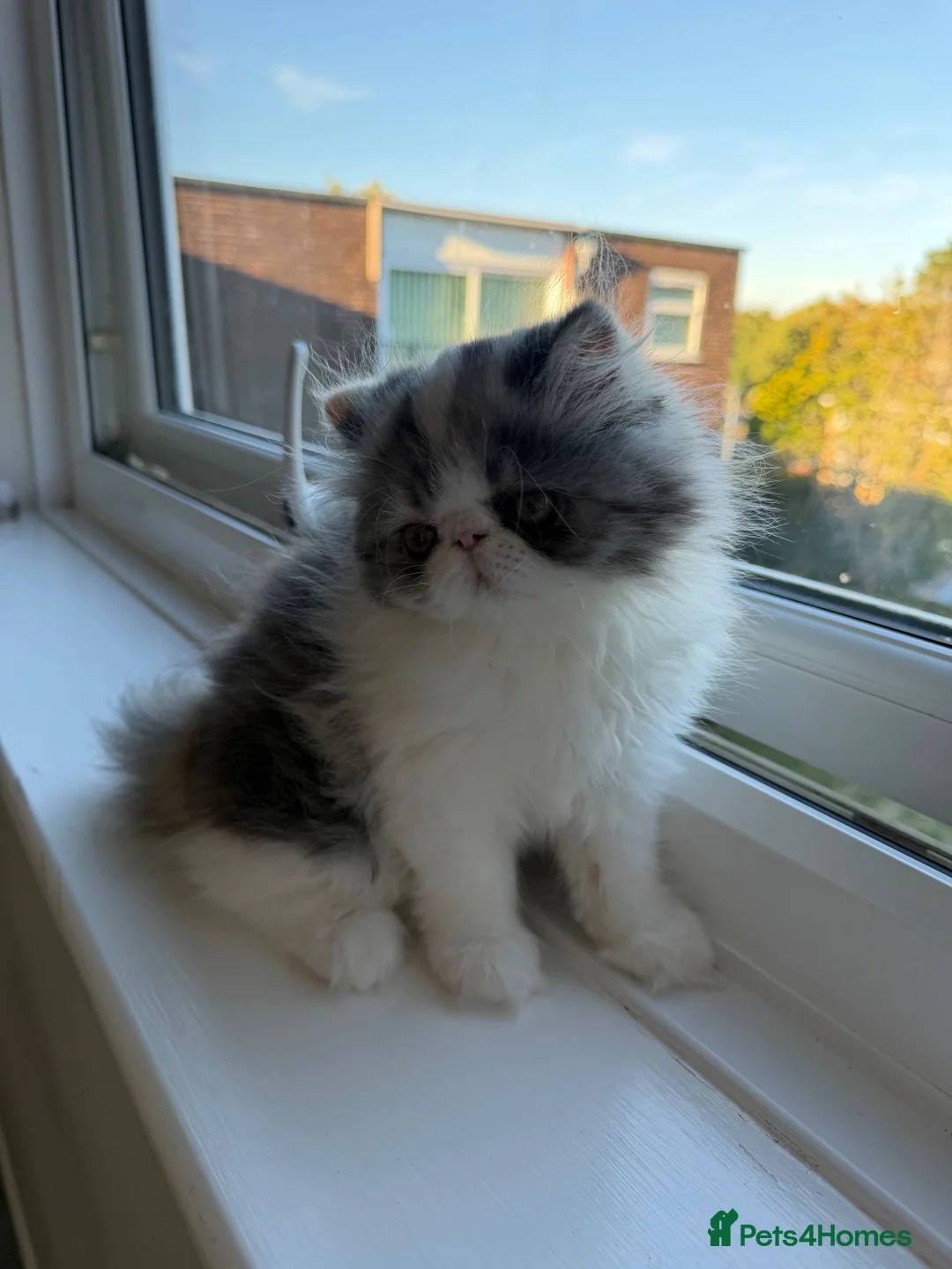 Persian cats for sale: Calico Exotic short hair / Persian - Advert 5