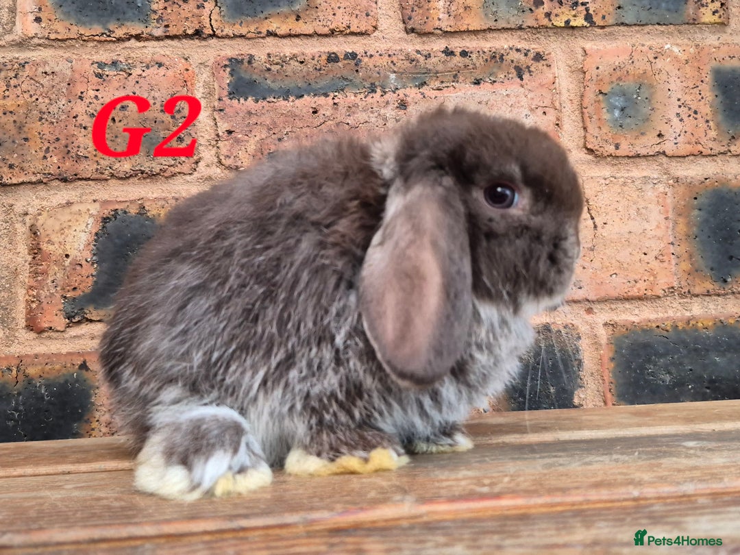 Mini Lop rabbits for sale: Friendly mini lop babies ready now - Advert 2