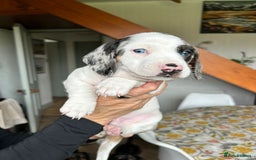 Miniature Dachshund dogs for sale: Beautiful dachsund pups...ready to go in mid Nov - Image 4