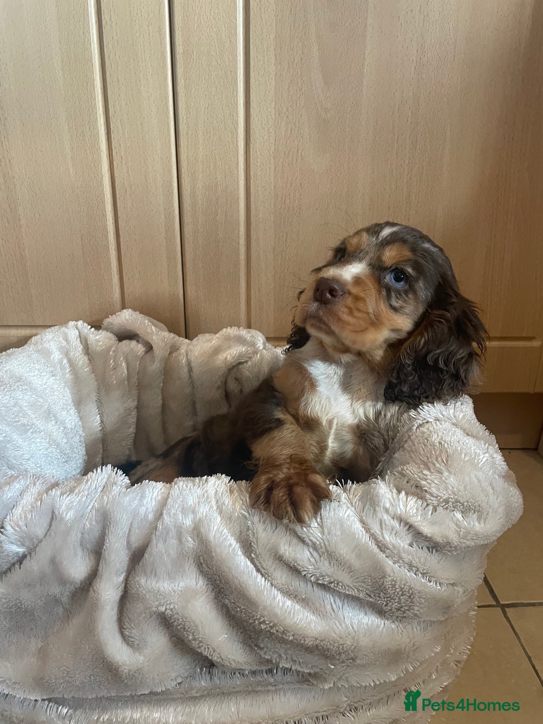 Cocker Spaniel dogs for sale: 🐾Cocker spaniel puppy 🐾 - Advert 3