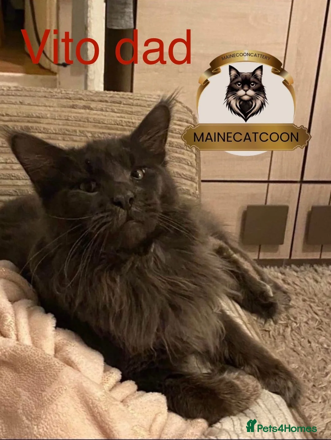 Maine Coon cats for sale: Last girl ACTIVE registered TICA maine coon. - Advert 5
