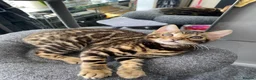 Bengal cats for sale: One Little Princesses - Advert 6