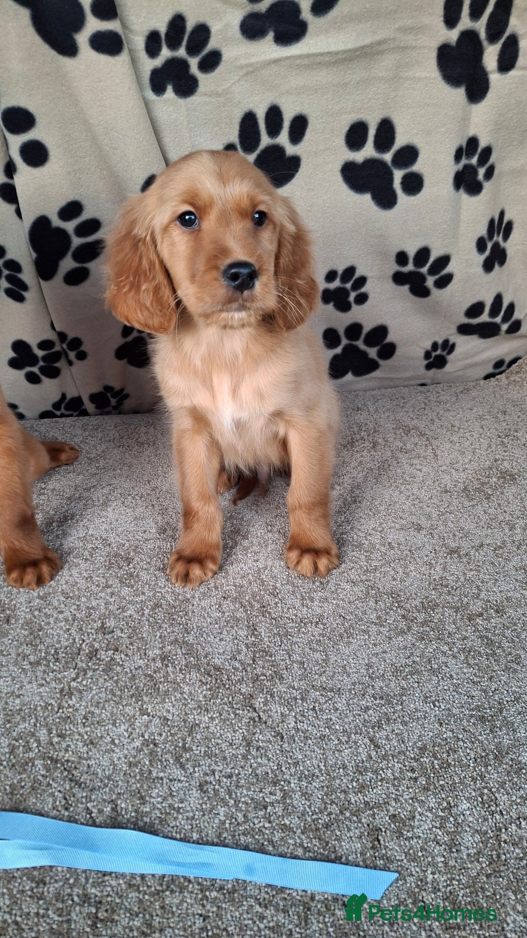 Mixed Breed dogs for sale: Beautiful golden irish puppies. - Advert 9