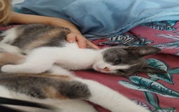 Mixed Breed cats for sale: 2 beautiful female lovely kittens and playfull - Image 8
