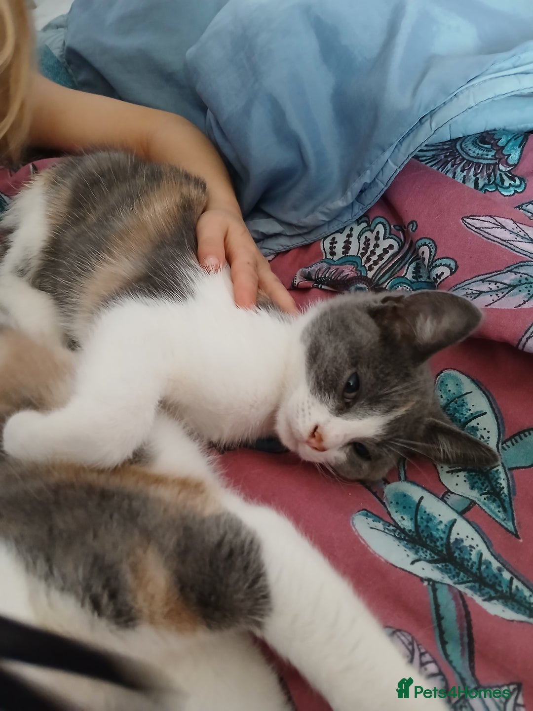 Mixed Breed cats for sale: 2 beautiful female lovely kittens and playfull - Image 8