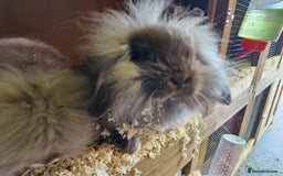 Lionhead rabbits for sale: 6 baby bunnies looking for loving homes  - Image 2