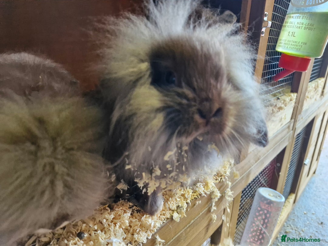 Lionhead rabbits for sale: 6 baby bunnies looking for loving homes  - Image 2