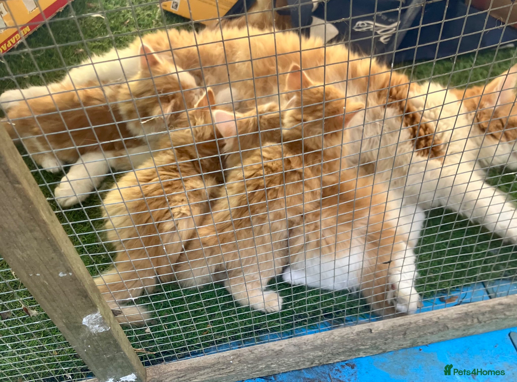 Norwegian Forest Cat cats for sale: Beautiful Norwegian Forest Kittens in Maidstone - Advert 12