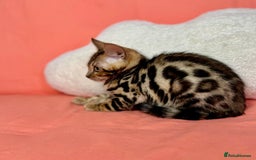 Bengal cats for sale: 🐾Purebred BENGAL Kittens🐾  - Image 18