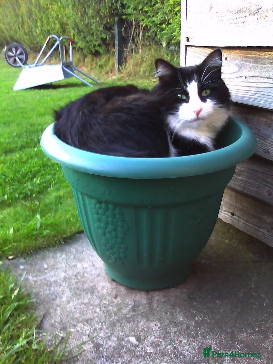 Mixed Breed cats for sale: Fabulous kittens 4months old x2  - Advert 6