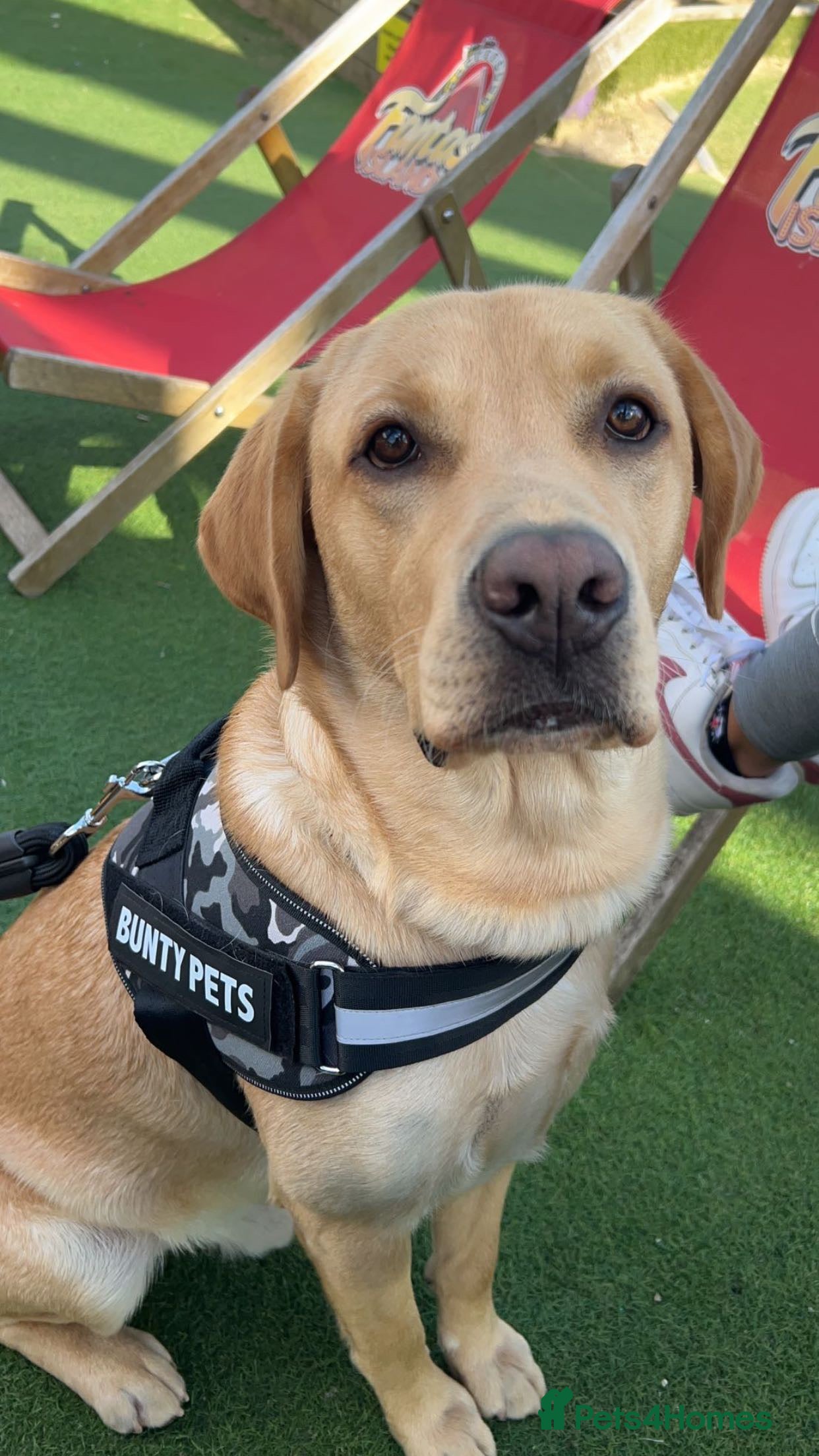 Labrador Retriever dogs Exceptional Labrador Stud - Advert 1