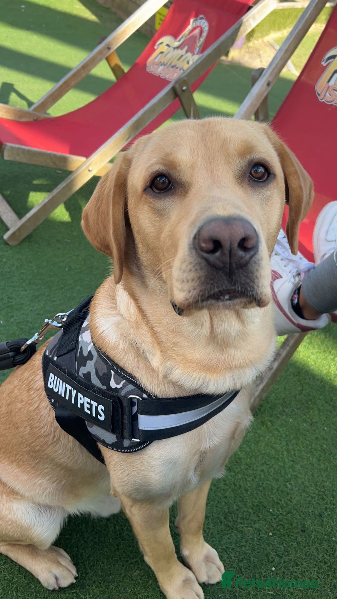 Labrador Retriever dogs for stud: Exceptional Labrador Stud - Advert 1