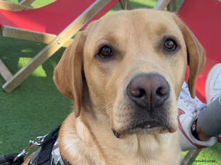 Labrador Retriever dogs Exceptional Labrador Stud - Advert 5