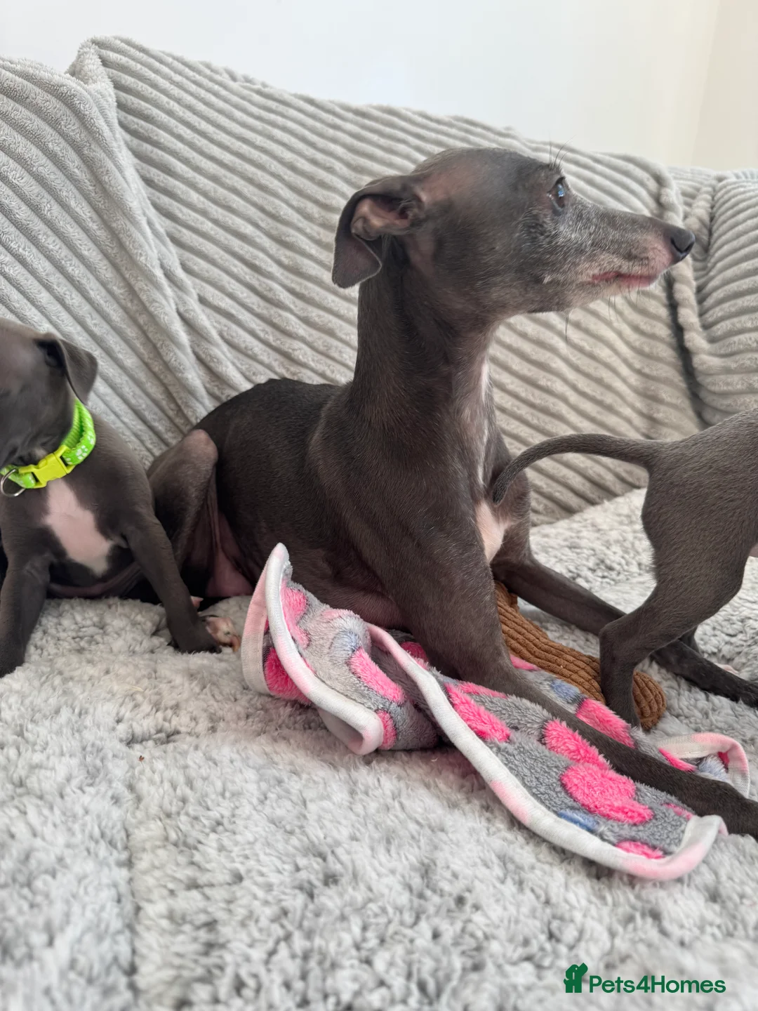 Italian Greyhound dogs for sale: KC registered blue Italian greyhounds for sale - Advert 30