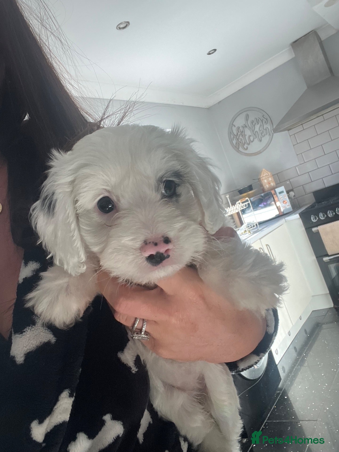 Cockapoo dogs Stunning cockapoo puppys  - Advert 1