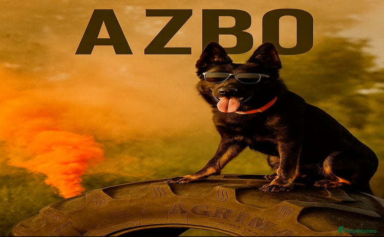 German Shepherd dogs - Advert 2