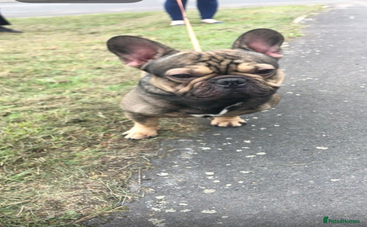 French Bulldog dogs - Advert 11