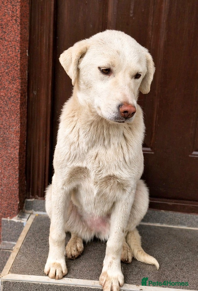 Mixed Breed dogs for adoption: 🤍 HAPPY – The Gentle Soul Who Still Believes 🐶✨ - Advert 1
