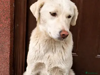 Mixed Breed dogs 🤍 HAPPY – The Gentle Soul Who Still Believes 🐶✨ - Advert 9