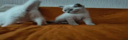 British Shorthair cats for sale: 2 rare Colour point British Shorthair kittens  - Advert 12