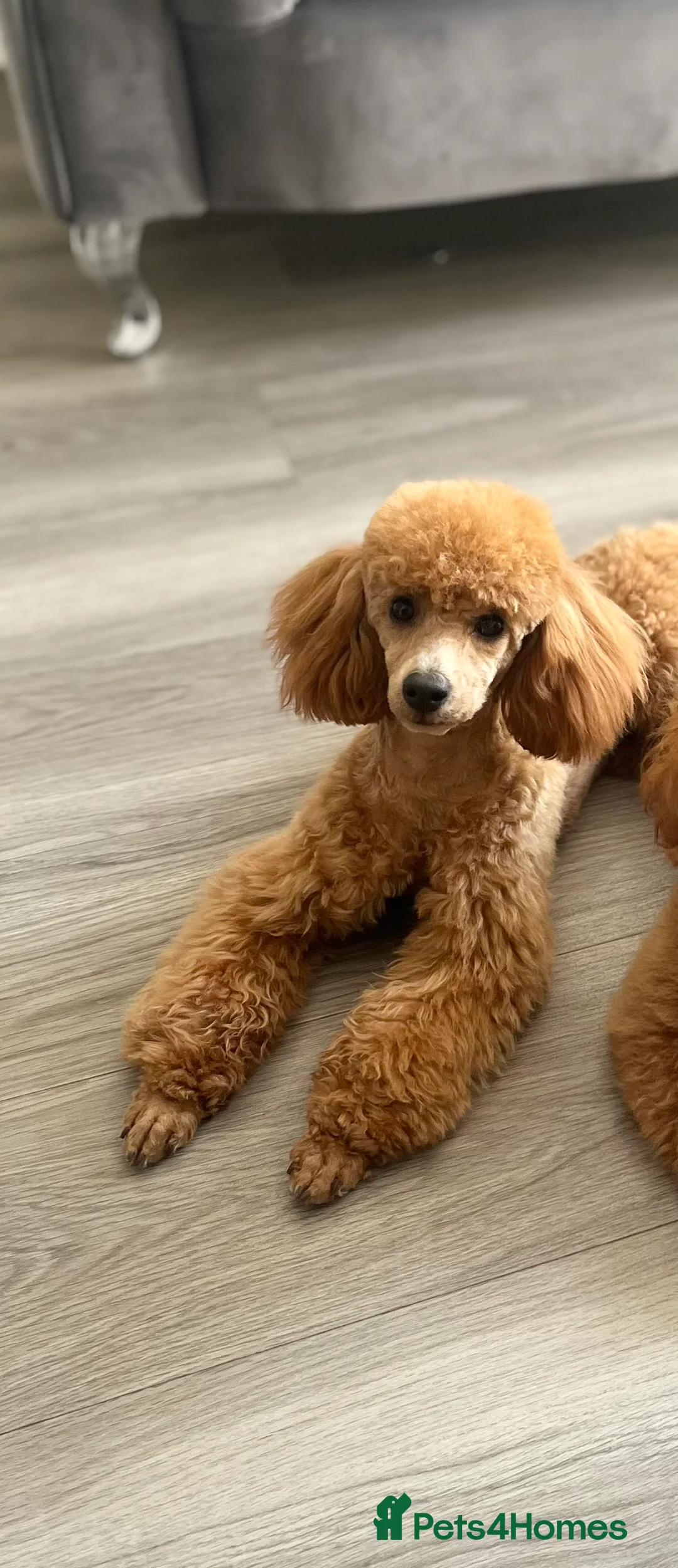 Toy Poodle dogs for sale: Beautiful red toy poodle KC registered  - Advert 2