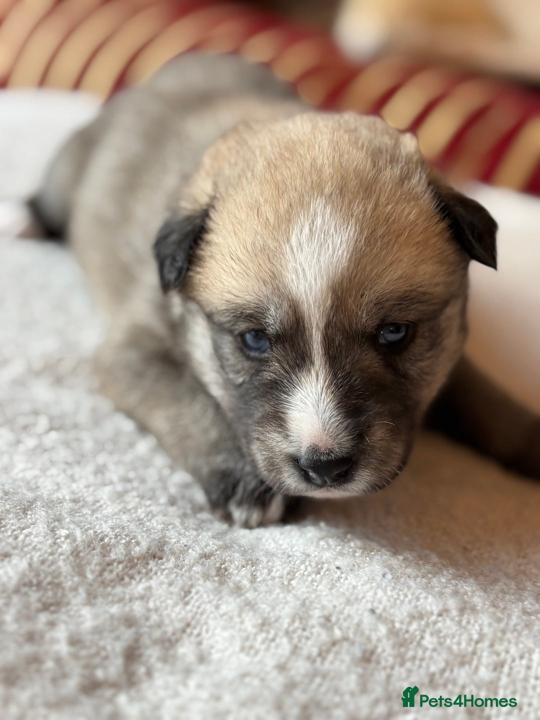 Pomsky dogs for sale: Adorable Blue Eyed 🐾 Long Eared Pomskies  - Image 5