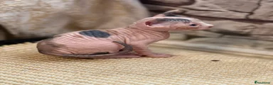Sphynx 3