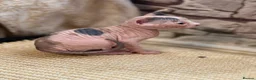 Sphynx cats for sale: sphynx kittens for sale - Advert 35